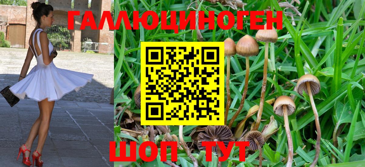 Тулун  Галлюциногенные грибы Psilocybe  Вход с VPN 